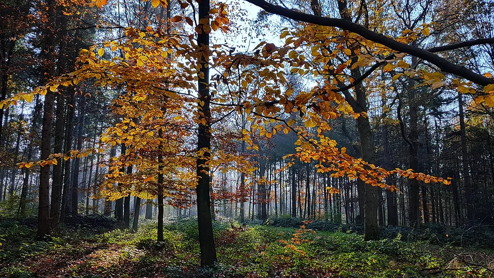 Nature Is Medicine: Why It’s Time to Prescribe the Outdoors blog post thumbnail